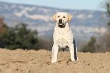 LABRADOR 603